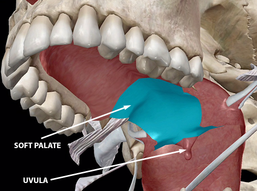 speech-articulation-velum-soft-palate